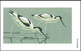 Avocets in template
